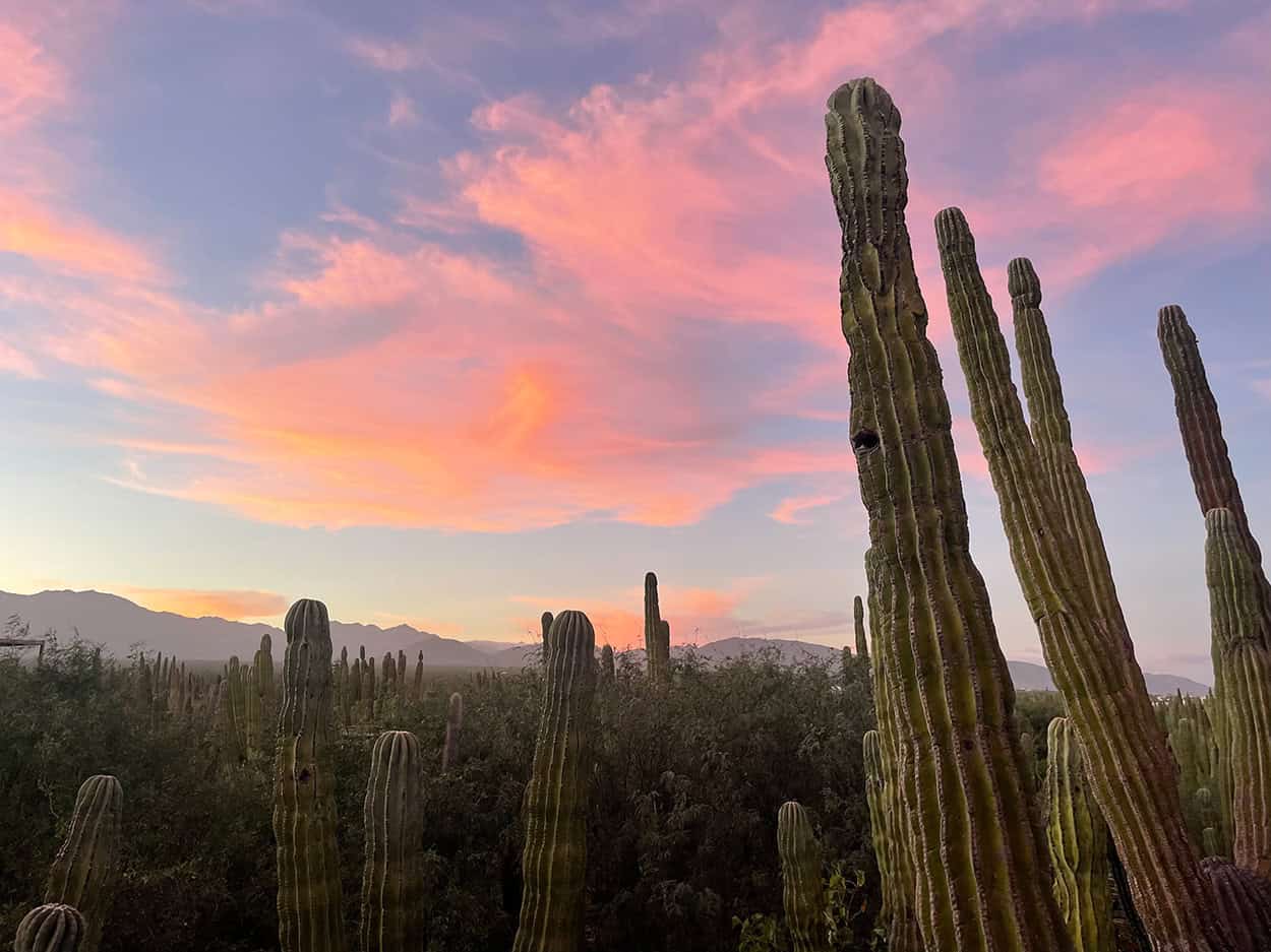 Experience rejuvenation and strategic clarity at our Executive Cleanse Retreats in La Ventana, Mexico.