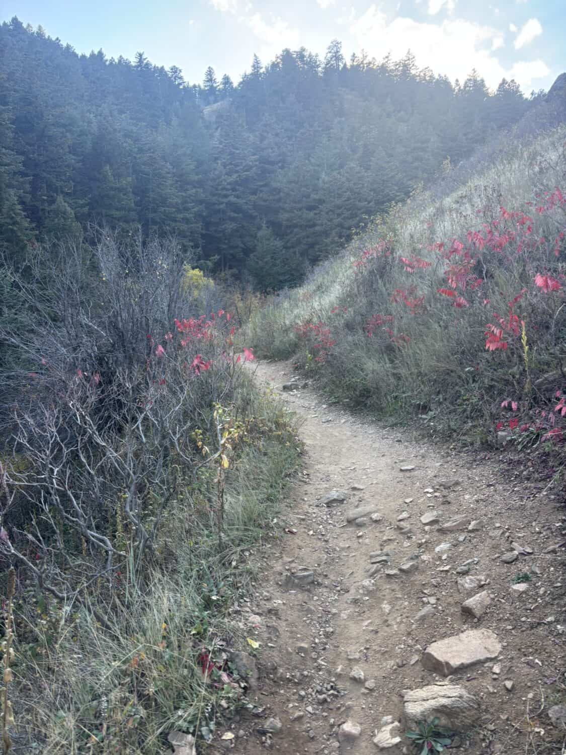 Why I Use Nature as a Leadership Metaphor (Especially in Times of Change)