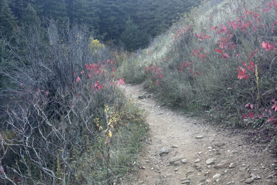 Why I Use Nature as a Leadership Metaphor (Especially in Times of Change)